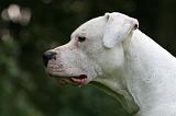 DOGUE ARGENTIN 449